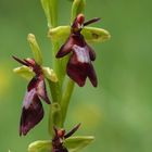 Ophrys insectifera 2, Fliegenragwurz