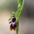 Ophrys insectifera 2018