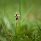 Ophrys insectifera