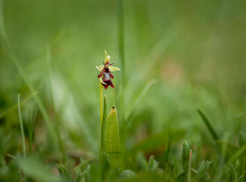 Ophrys insectifera