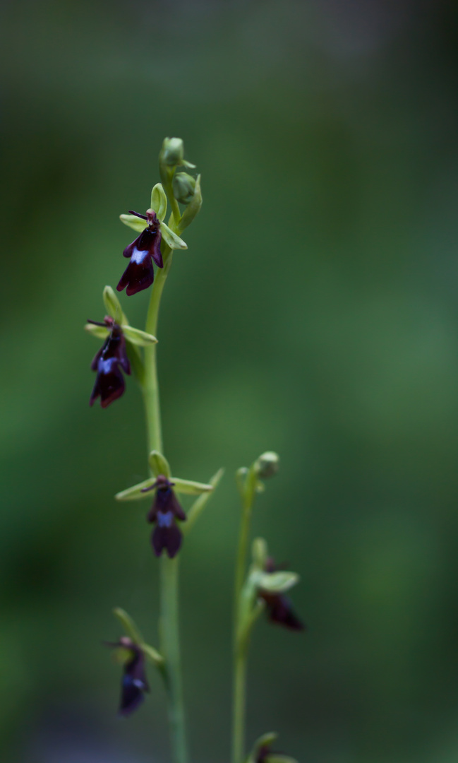 Ophrys insectifera