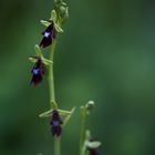 Ophrys insectifera