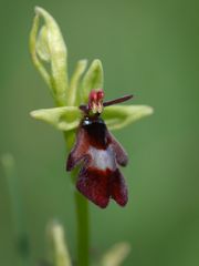 Ophrys insectifera