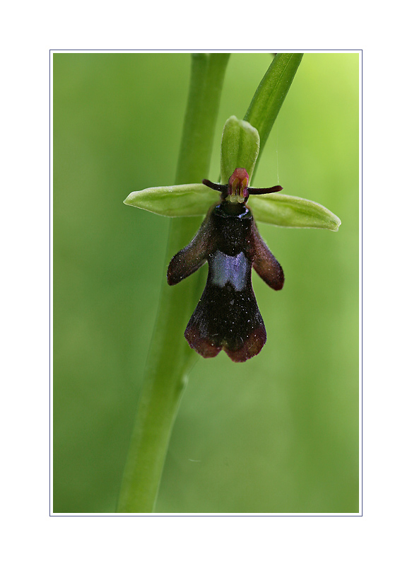 Ophrys Insectifera