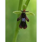 Ophrys Insectifera