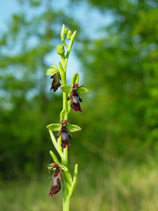 Ophrys insectifera