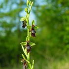 Ophrys insectifera