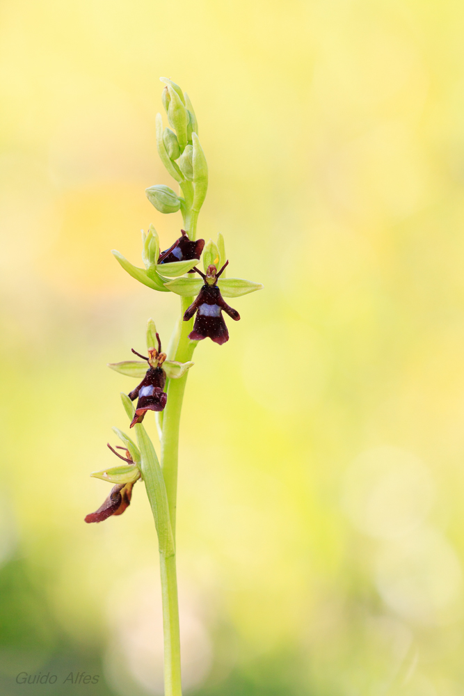 Ophrys insectifera