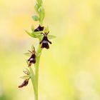 Ophrys insectifera