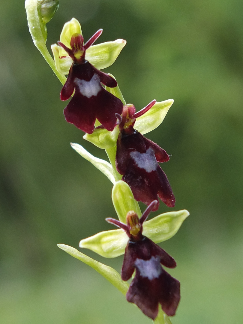 Ophrys insectifera, Fliegenragwurz