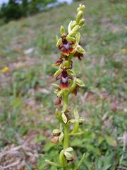 Ophrys insectifera (Fliegenragwurz) in Osthessen ende Mai08