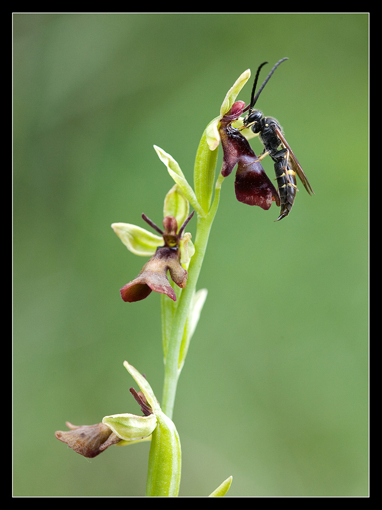 ~Ophrys insectifera mit Bestäuber~