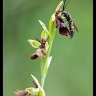 ~Ophrys insectifera mit Bestäuber~