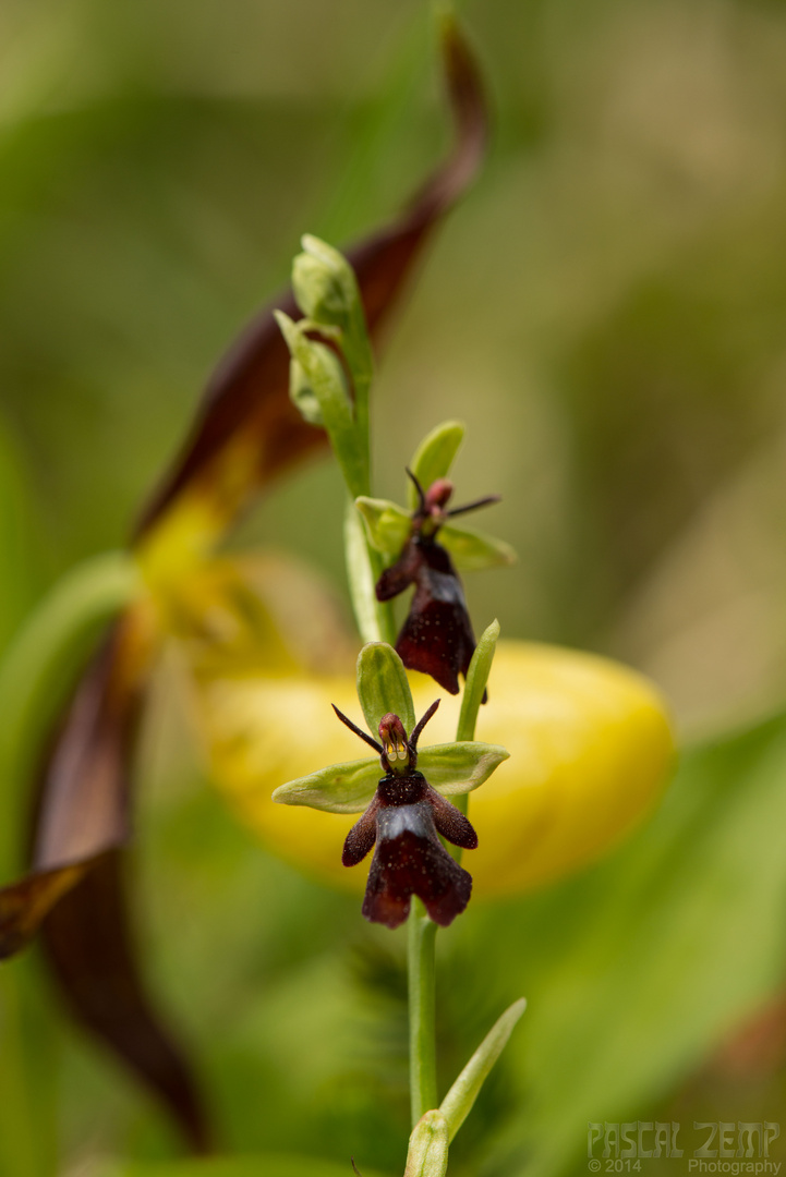 Ophrys insectifera vor Cypripedium calceolus