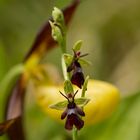 Ophrys insectifera vor Cypripedium calceolus
