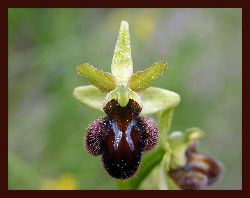 Ophrys IV ( Ragwurz )