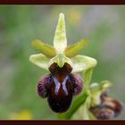 Ophrys IV ( Ragwurz )