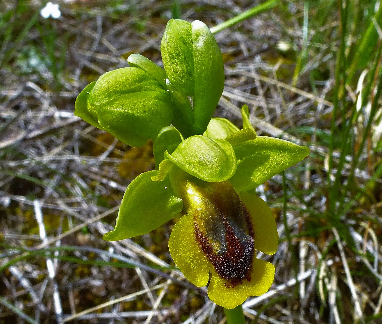  ophrys jaune