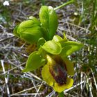  ophrys jaune