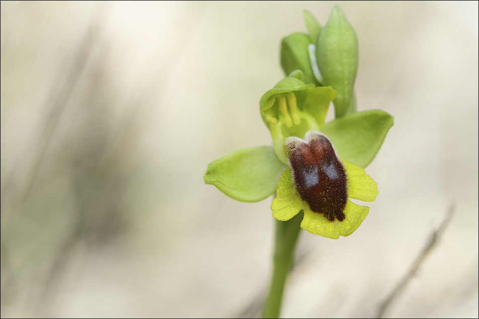 Ophrys Jaune ...