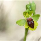 Ophrys Jaune ...