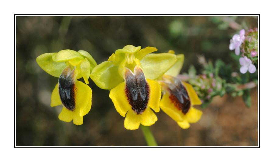 ophrys jaune