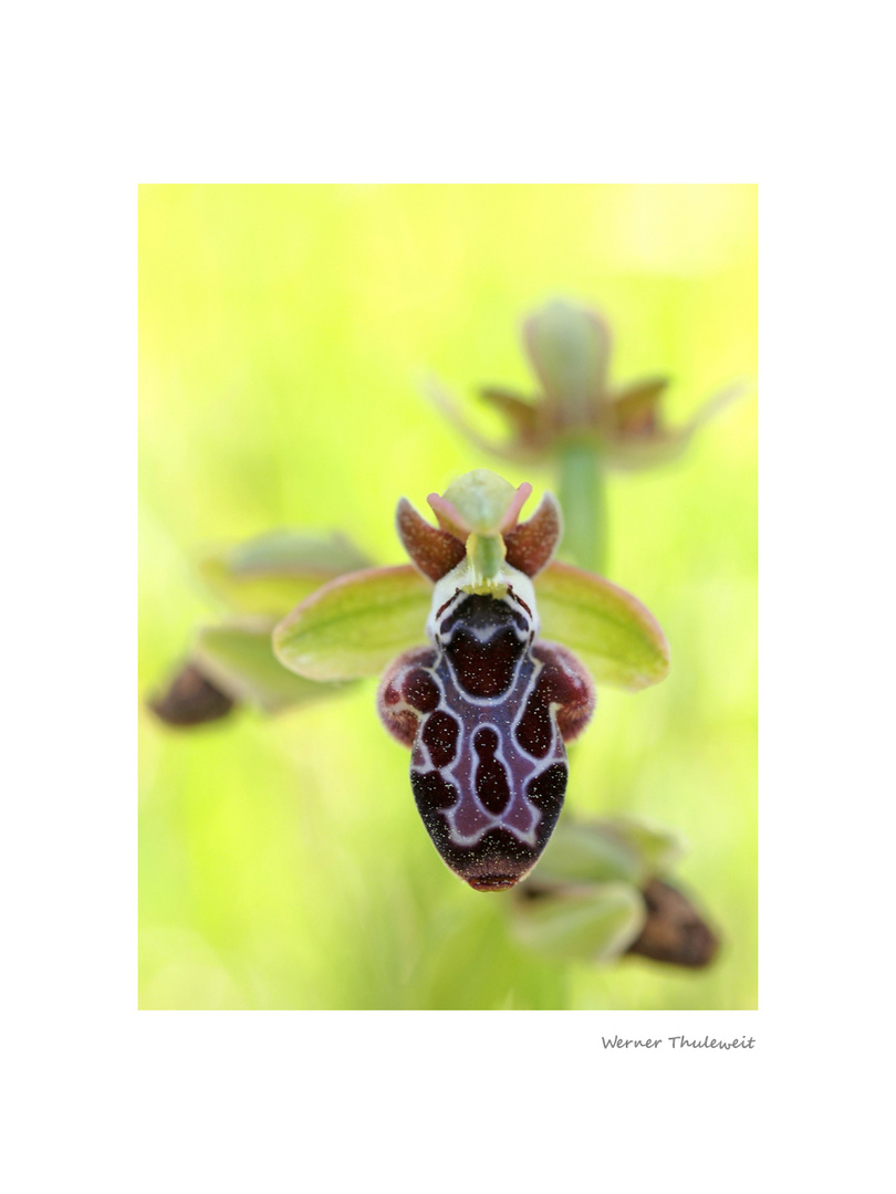Ophrys Kotchyi
