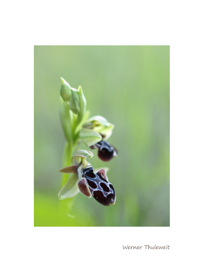 Ophrys kotschyi