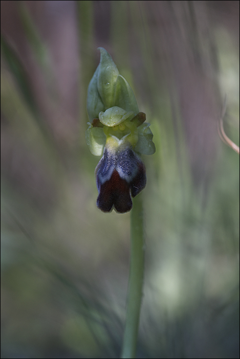 Ophrys Lupercalis