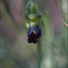 Ophrys Lupercalis