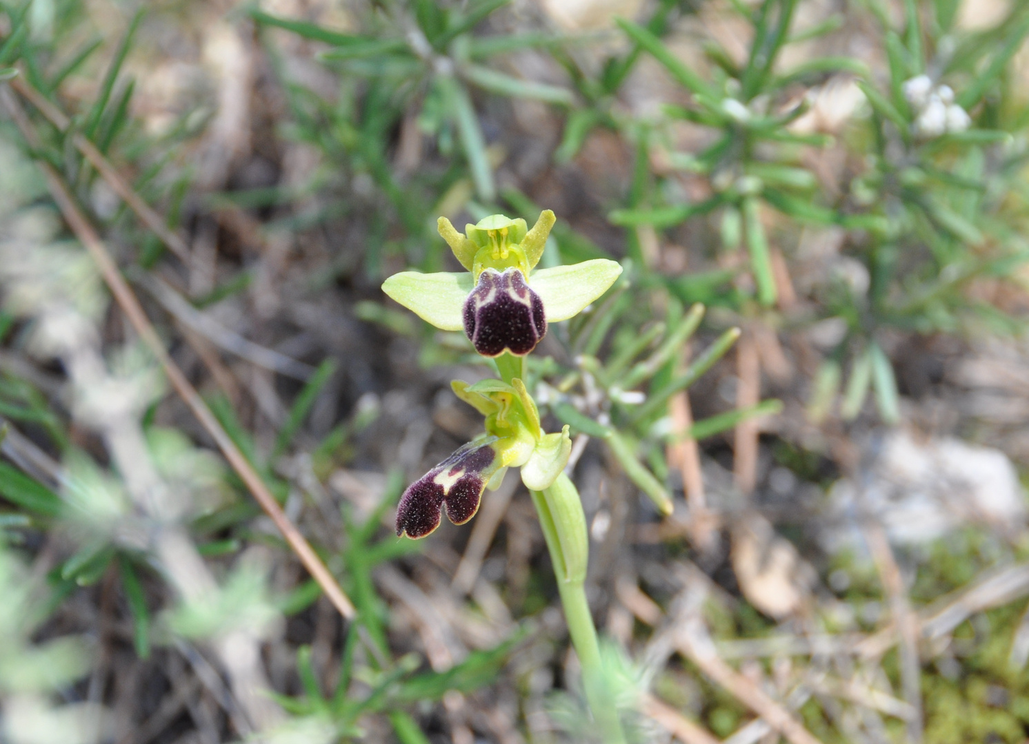 Ophrys lupercalis