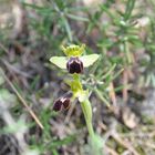 Ophrys lupercalis