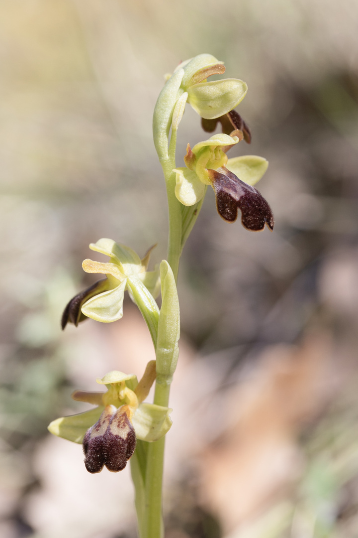 Ophrys Lupercalis