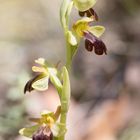 Ophrys Lupercalis