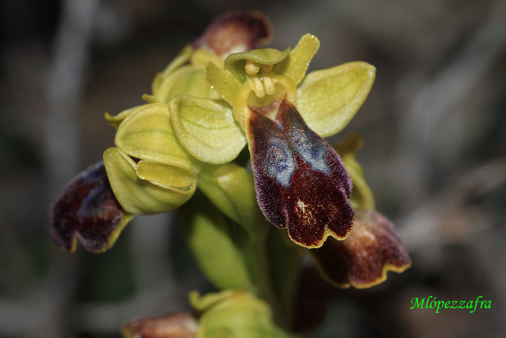 Ophrys lupercalis.