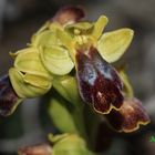 Ophrys lupercalis.