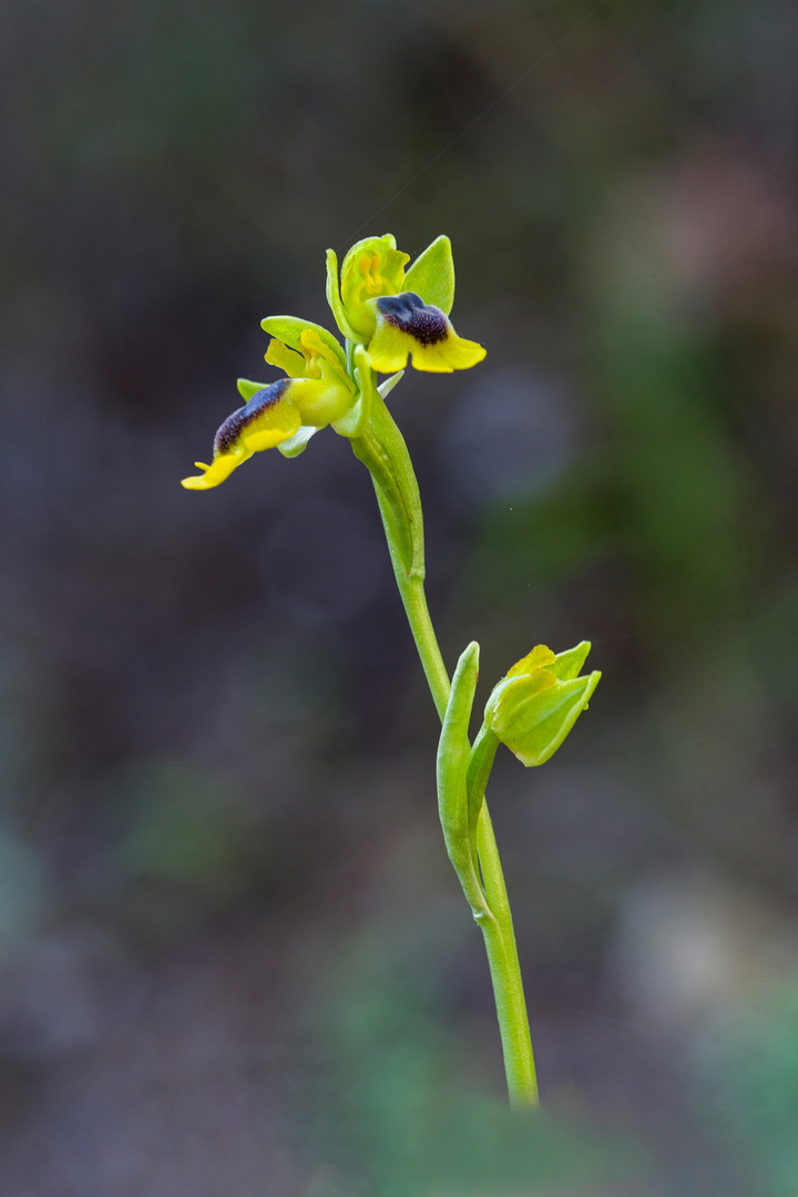 Ophrys Lutéa