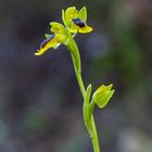 Ophrys Lutéa