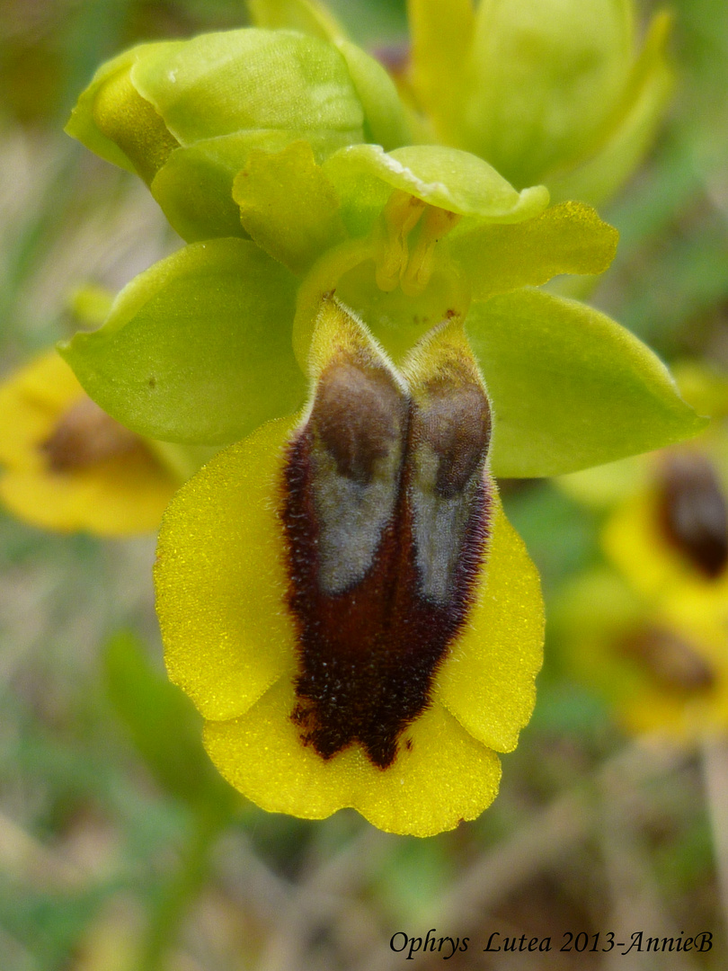 Ophrys Lutea