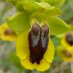 Ophrys Lutea