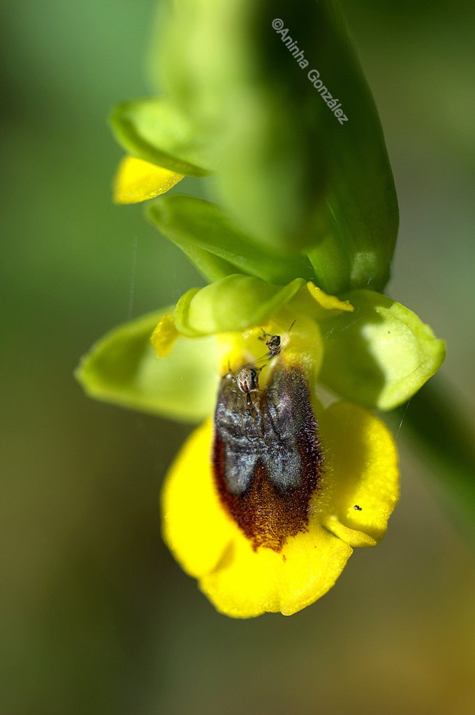 Ophrys lutea