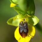 Ophrys lutea