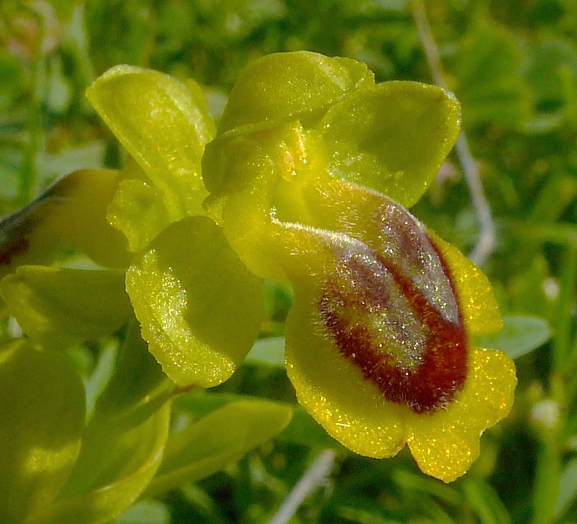 ophrys lutea aveyron