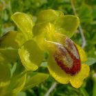 ophrys lutea aveyron