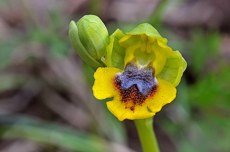 Ophrys lutea