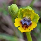 Ophrys lutea