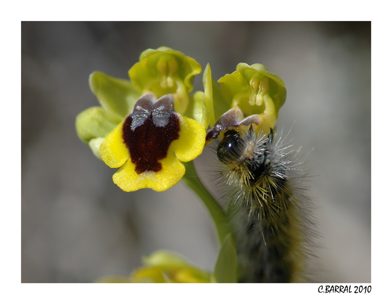 Ophrys lutea et Mme chenille