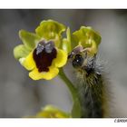 Ophrys lutea et Mme chenille