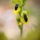 Ophrys lutea