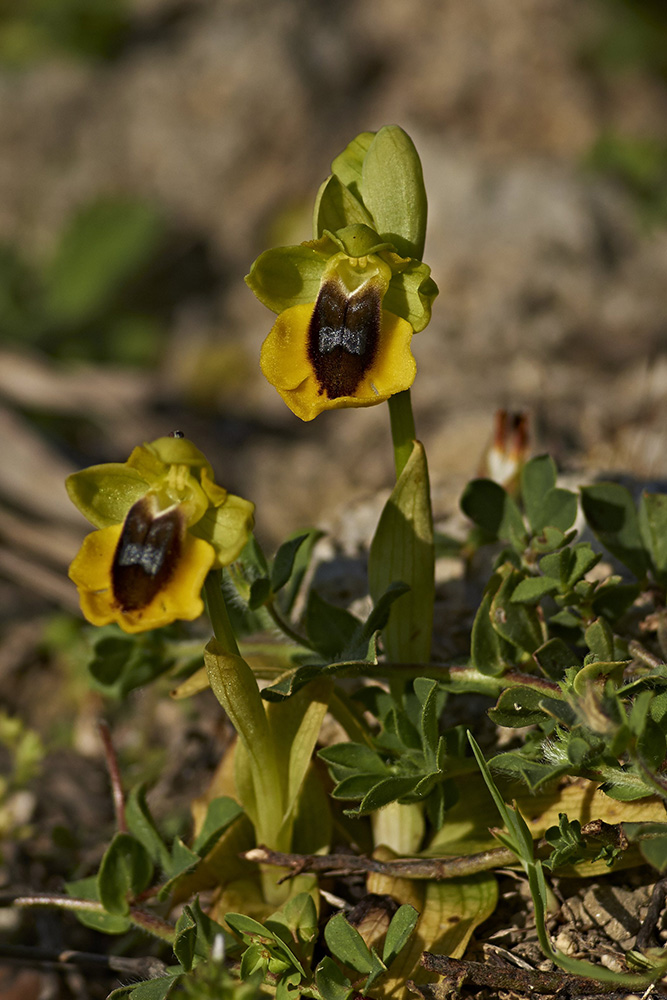 Ophrys lutea (Gelbe Ragwurz)